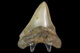 Fossil Megalodon Tooth - North Carolina #104990-2